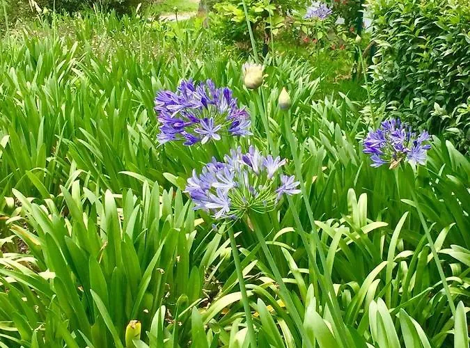 Seaside Garden